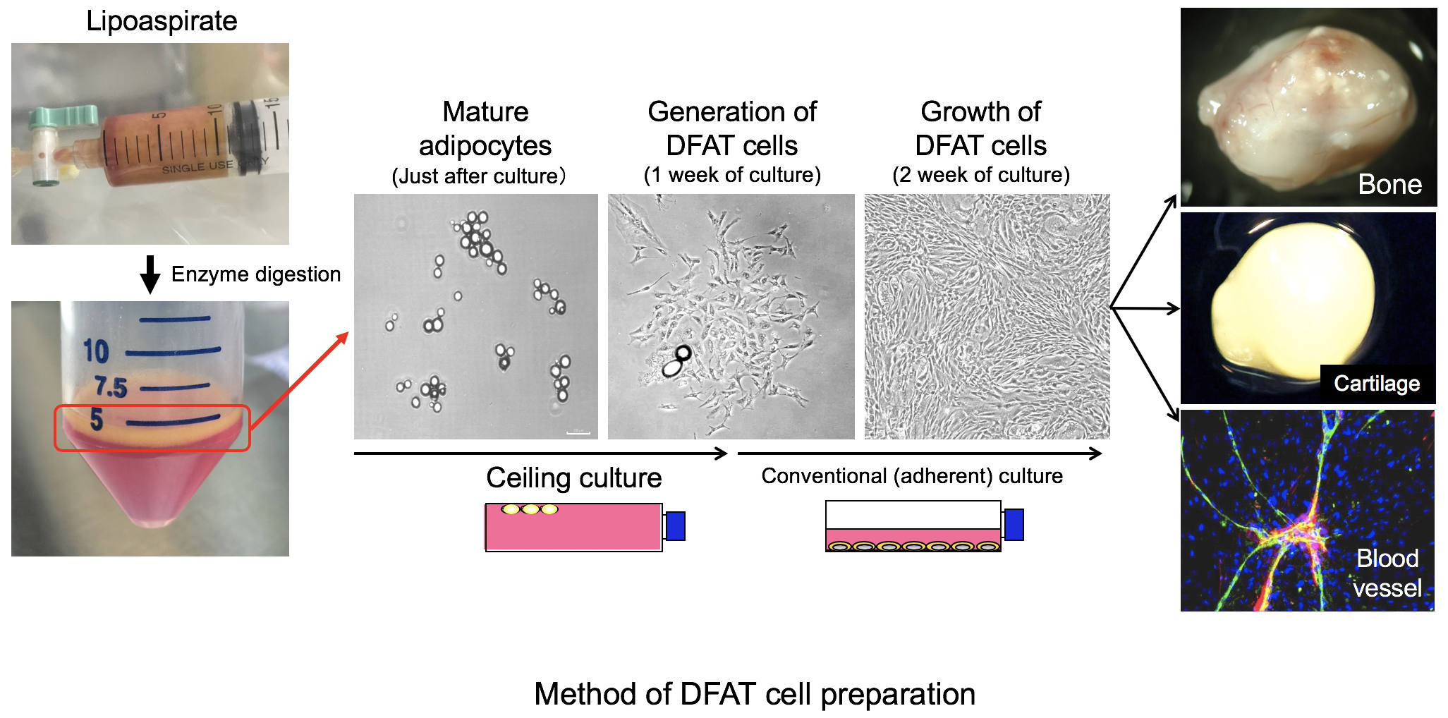 DFAT細胞の調整法