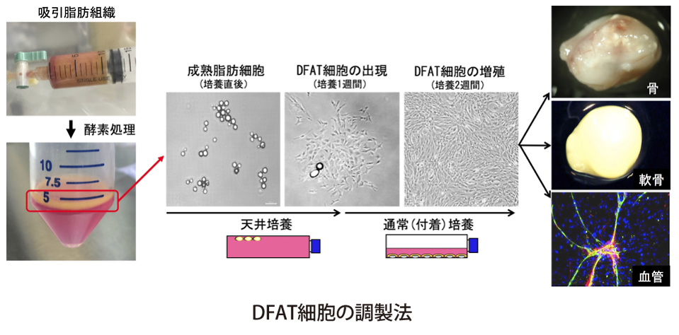 DFAT細胞の調整法