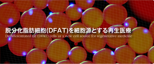 脱分化脂肪細胞(DFAT)を細胞源とする再生医療
Dedifferentiated fat (DFAT) cells as a new cell source for regenerative medicine