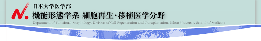 日本大学医学部 機能形態学系 細胞再生・移植医学分野
Department of Functional Morphology, Division of Cell Regeneration and Transplantation, Nihon University School of Medicine