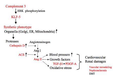 補体C3によるアンジオテンシン(Ang) II発現メカニズム