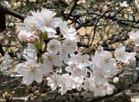 IMG_8385.jpgのサムネール画像