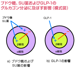 uhEASU򂨂GLP-1̃OJSɋyڂei͎}j