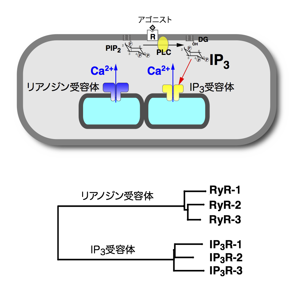 Ca2+放出機構