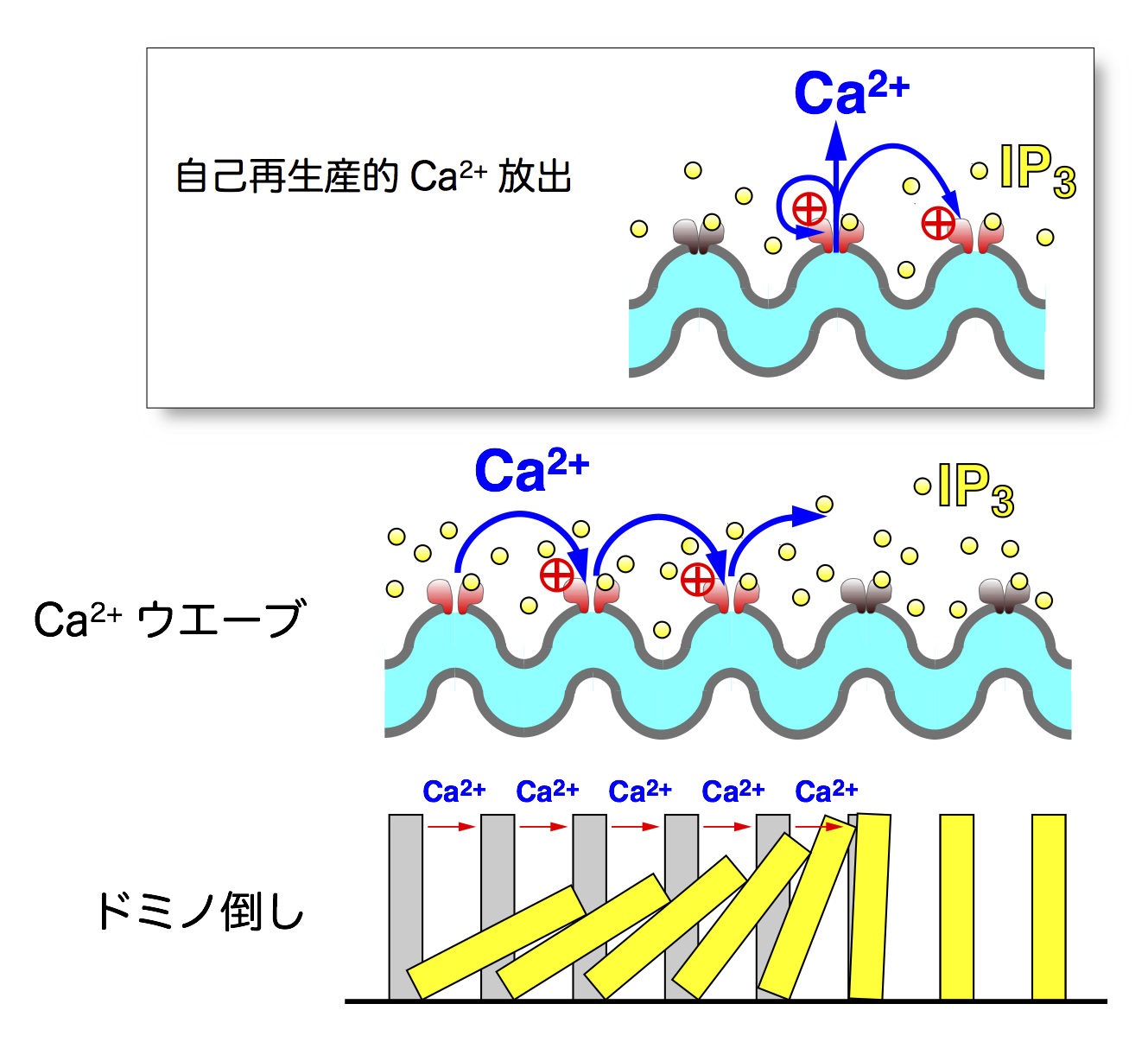 自己再生産的なCa2+放出