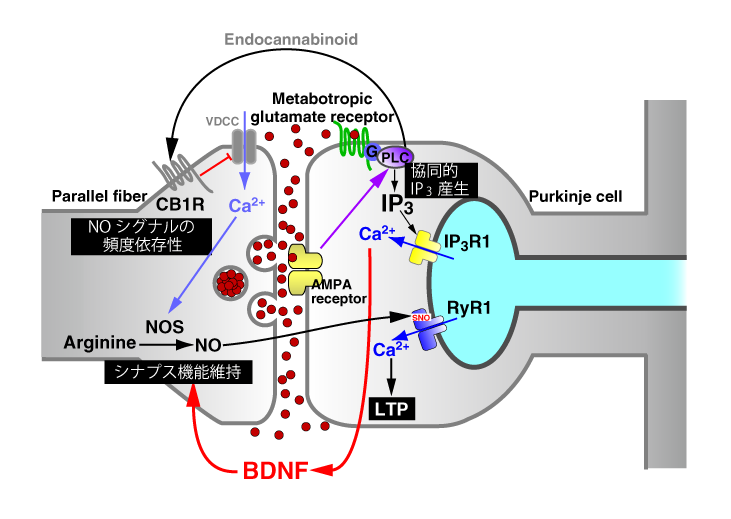 図5 小脳平行線維→プルキンエ細胞シナプスにおけるシグナル伝達