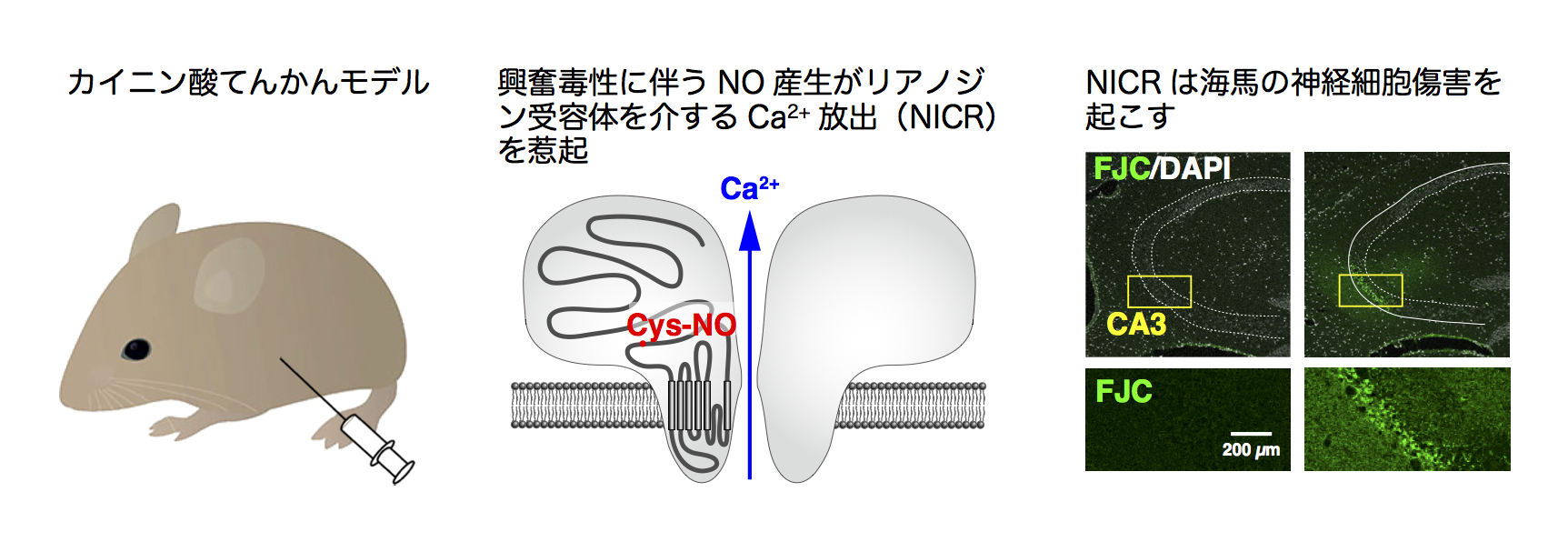 NOによるCa2+放出と神経細胞傷害