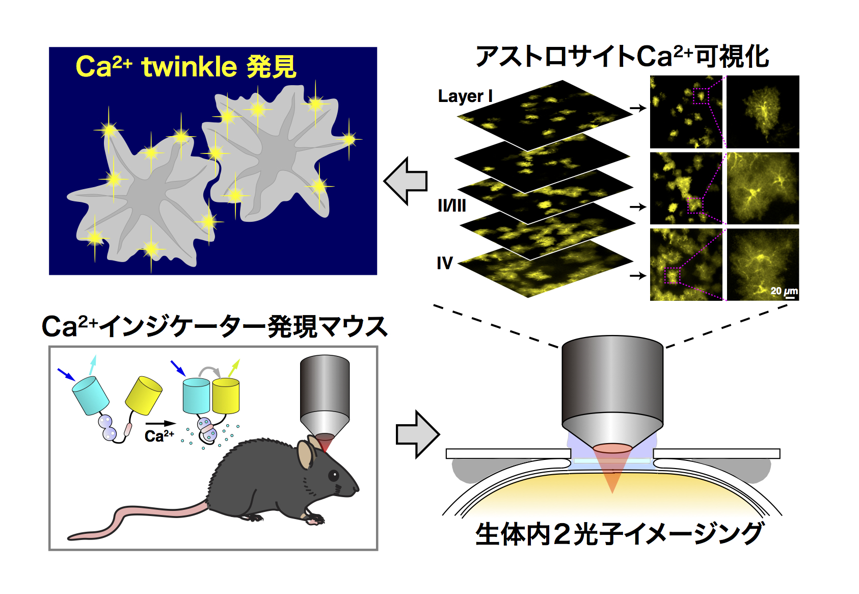生体内アストロサイトCa2+イメージング