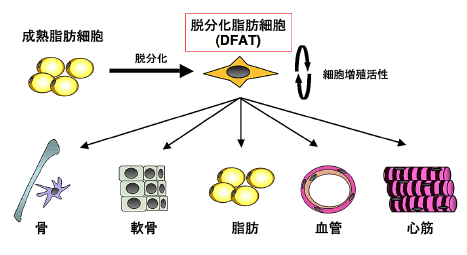 成熟脂肪細胞に由来する脱分化脂肪細胞 (DFAT)