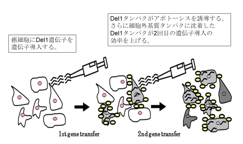 がん遺伝子治療